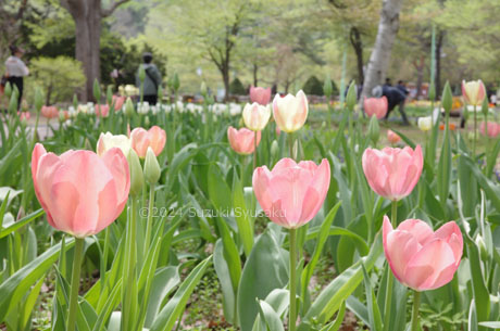 円山公園