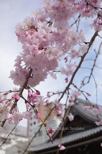 福岡は桜満開