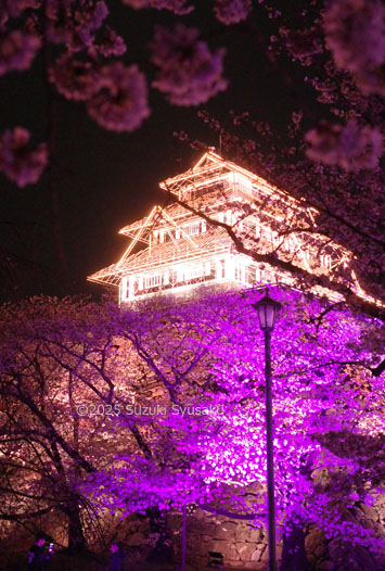 福岡城さくらまつり