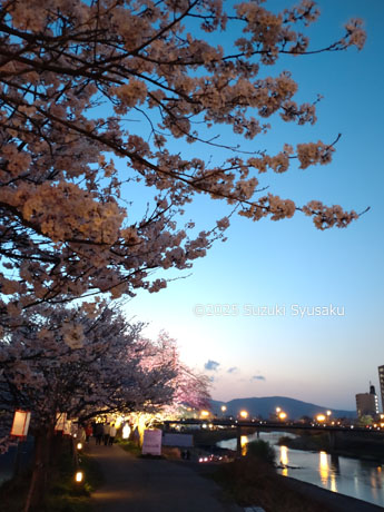 足羽川の桜並木