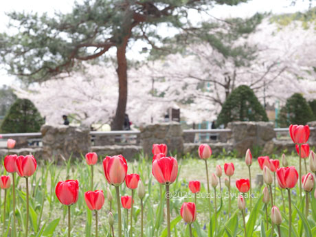 円山公園