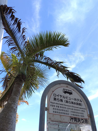 やんばる急行バス